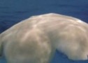 Robot Cyro that resembles jellyfish developed for US Navy